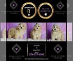 Small Photo #114 Maltipoo (Miniature) Puppy For Sale in WARSAW, IN, USA