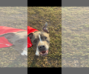 COURTESY POST: Wally - Male American Pit Bull Terrier Dog for Adoption - Photo #2