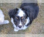 Small Photo #9 Miniature Australian Shepherd Puppy For Sale in GREENVILLE, MI, USA