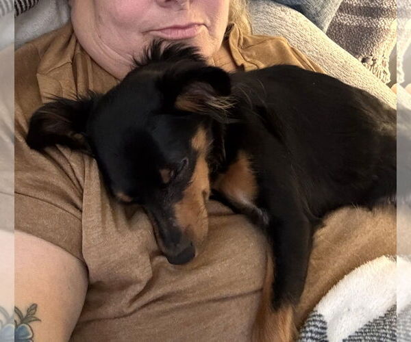 Medium Photo #6 Papi-Pin Puppy For Sale in Westmont, IL, USA