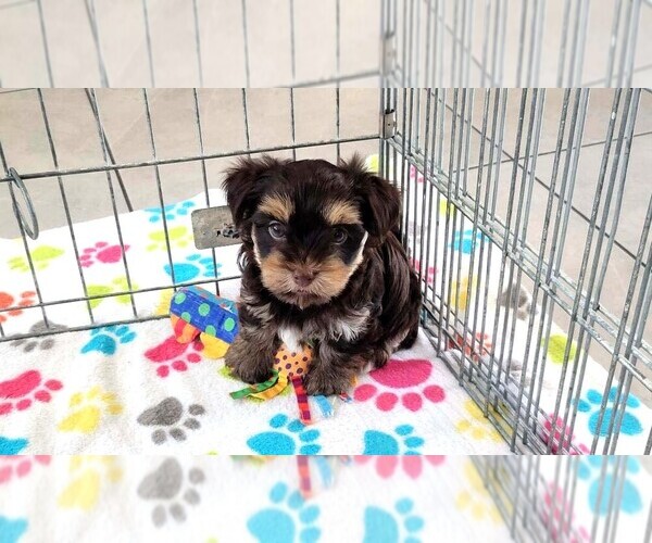 Medium Photo #7 Havashire Puppy For Sale in ORO VALLEY, AZ, USA