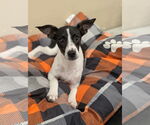 Small #5 Rat Terrier Mix