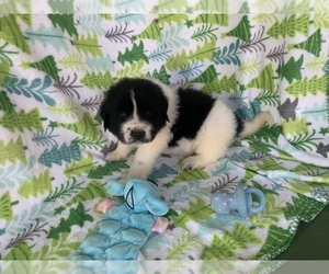 Great Pyrenees-Newfoundland Mix Puppy for sale in JACKSON, NJ, USA