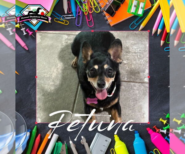 Medium Photo #2 Chiweenie Puppy For Sale in San Antonio, TX, USA