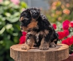 Small #5 Yorkipoo
