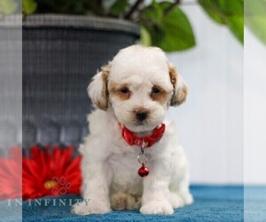 Poodle (Toy) Puppy for sale in EAST EARL, PA, USA