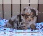 Small Photo #3 Aussiedoodle Miniature  Puppy For Sale in FREDERICKSBG, OH, USA