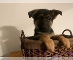Small Photo #7 German Shepherd Dog Puppy For Sale in BEDFORD, IN, USA