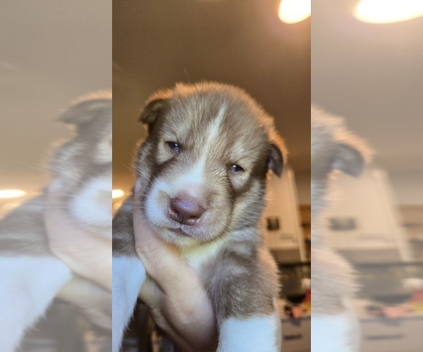 Medium Photo #5 Siberian Husky Puppy For Sale in FORT PLAIN, NY, USA