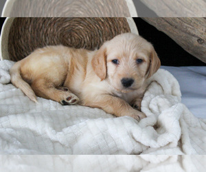 Labradoodle Litter for sale in NAPPANEE, IN, USA