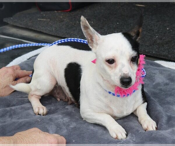 Medium Photo #3 Chiweenie Puppy For Sale in Bandera, TX, USA