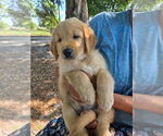 Small #2 Golden Retriever