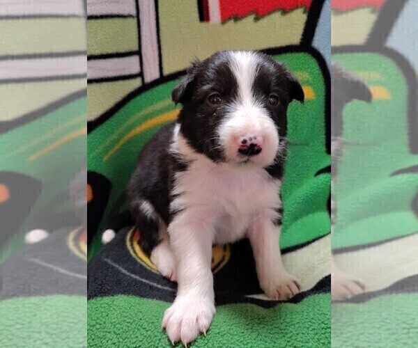 Medium Photo #118 Border Collie Puppy For Sale in NORBORNE, MO, USA