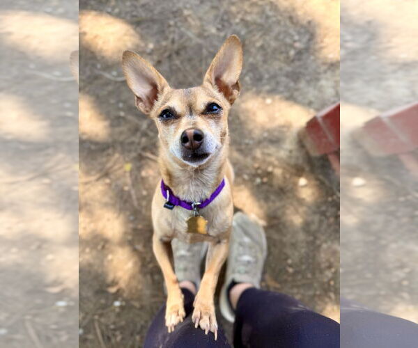 Medium Photo #1 Chihuahua Puppy For Sale in Seal Beach, CA, USA