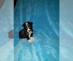 Puppy Jake Border Collie