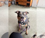 Small #9 American Bulldog Mix