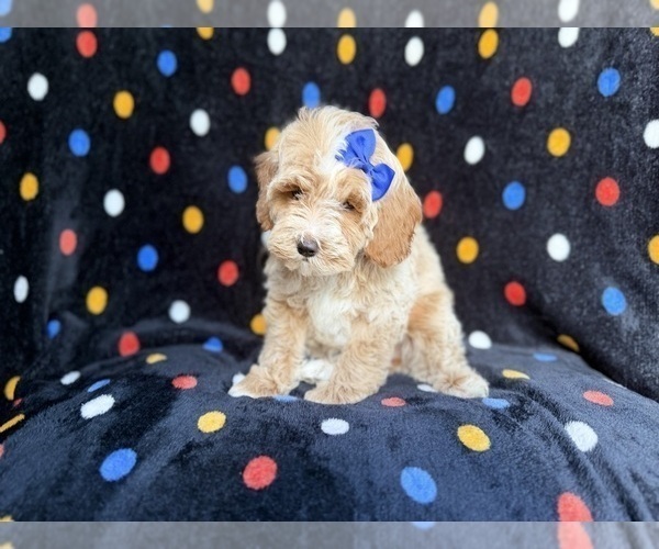 Medium Photo #7 Cock-A-Poo Puppy For Sale in LAKELAND, FL, USA