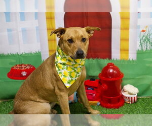 Mutt Dogs for adoption in Placerville, CA, USA