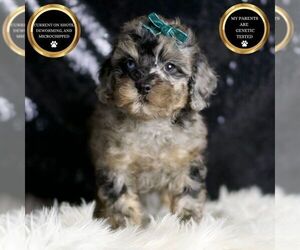 Poodle (Toy) Puppy for sale in WARSAW, IN, USA
