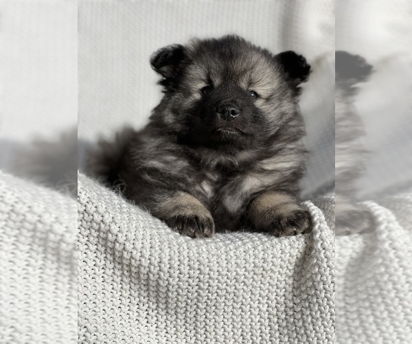 Medium Photo #9 Keeshond Puppy For Sale in VANCOUVER, WA, USA