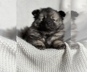 Medium Keeshond