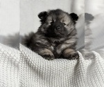 Puppy Magnum Keeshond