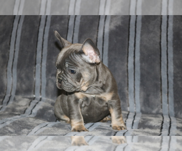 Medium Photo #4 French Bulldog Puppy For Sale in WINDSOR MILL, MD, USA