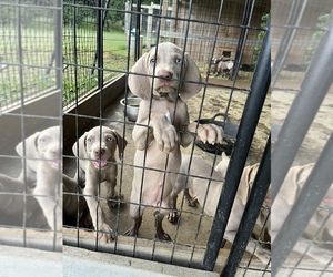 Weimaraner Puppy for sale in WHITEVILLE, NC, USA