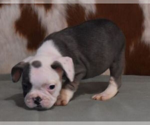 Medium Photo #5 French Bulldog Puppy For Sale in MARSHFIELD, MO, USA