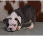 Small #4 French Bulldog