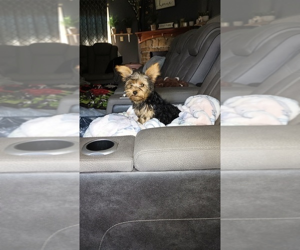 Medium Photo #15 Yorkshire Terrier Puppy For Sale in BENSON, NC, USA
