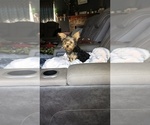 Small Photo #15 Yorkshire Terrier Puppy For Sale in BENSON, NC, USA
