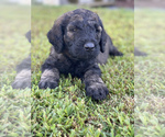 Small Photo #6 Goldendoodle Puppy For Sale in DENTON, NC, USA