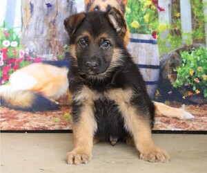 German Shepherd Dog Puppy for sale in FREDERICKSBG, OH, USA