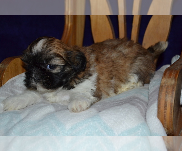 Medium Photo #3 Shih Tzu Puppy For Sale in GREENWOOD, WI, USA