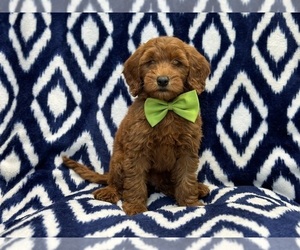 Goldendoodle (Miniature) Puppy for sale in LAKELAND, FL, USA