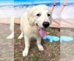 Small #5 Great Pyrenees
