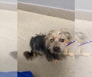 Mutt Dogs for adoption in Las Vegas, NV, USA
