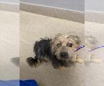 Small Mutt