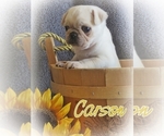 Small Photo #6 Pug Puppy For Sale in ELVERSON, PA, USA