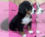 Small #8 Bernese Mountain Dog