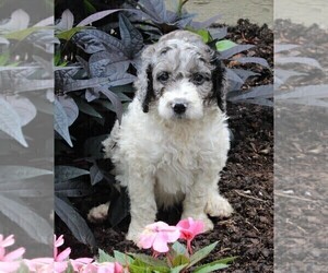 Poodle (Standard) Puppy for sale in FREDERICKSBURG, OH, USA