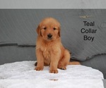 Small Photo #2 Golden Retriever Puppy For Sale in GREENEVILLE, TN, USA