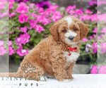 Small #2 Golden Retriever-ShihPoo Mix
