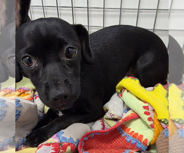 Medium Photo #1 Chihuahua Puppy For Sale in Chico, CA, USA