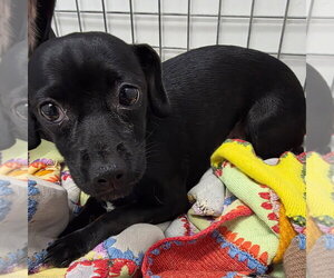 Chihuahua Dogs for adoption in Chico, CA, USA