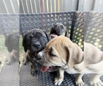 Small Photo #10 Cane Corso-Mastiff Mix Puppy For Sale in NEW CANEY, TX, USA