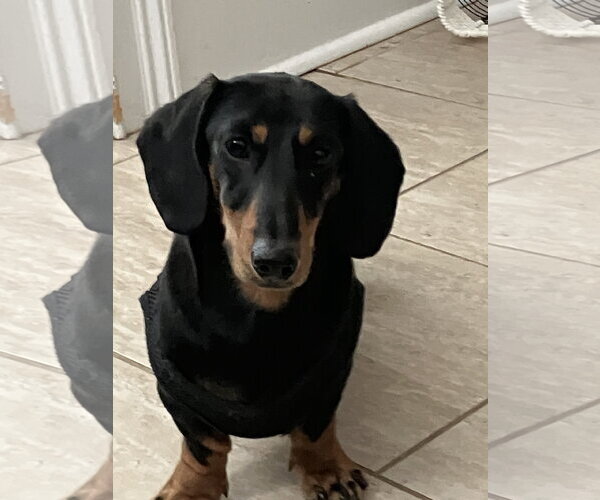 Medium Photo #2 Dachshund Puppy For Sale in Fruitland, SC, USA
