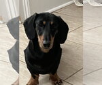 Small #1 Dachshund