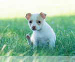 Small Photo #76 Chihuahua Puppy For Sale in WARSAW, IN, USA
